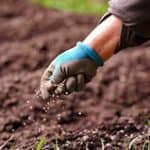 man placing fertilizer over dirt